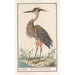 Reproductie van het schilderij van de Blauwe Reiger (Ardea purpurea) - Anselmus Botius de Boodt