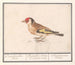 van de putter van de goudvink Carduelis carduelis - Anselmus Botius de Boodt — weergave van het kunstwerk