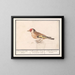 van de putter van de goudvink Carduelis carduelis - Anselmus Botius de Boodt — ingelijst kunstwerk aan de muur