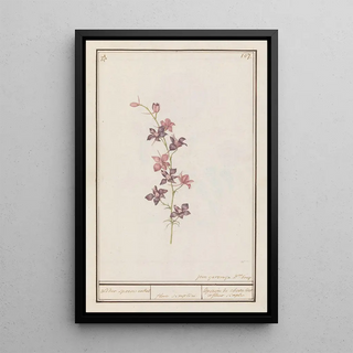 Anselmus Botius de Boodt - Ridderspoor Consolida ridder spoore enkel floro simplici Esperon de chevalier afluer simple.webp