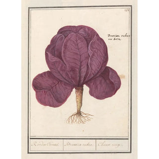 Anselmus Botius de Boodt - Rode kool Brassica oleracea convar capitata var rubra Rooden Cauwel Brassica rubra Choux rouge.webp