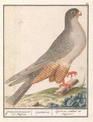 Anselmus Botius de Boodt - Roodpootvalk Falco vespertinus grauwen sperrewe van Caijenne Sperverius Epervier cendr de caijenne.webp