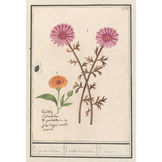 Anselmus Botius de Boodt - Roze bloem onbekend en goudsbloem Calendula officinalis.webp