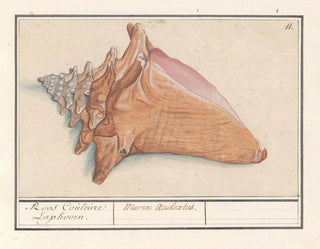 Anselmus Botius de Boodt - Roze vleugelhoorn Strombus gigas Roos Couleure Laphoorn Murex Aculeatus.webp