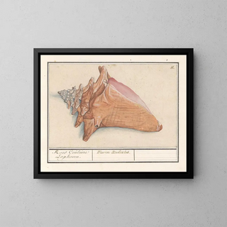 Anselmus Botius de Boodt - Roze vleugelhoorn Strombus gigas Roos Couleure Laphoorn Murex Aculeatus.webp