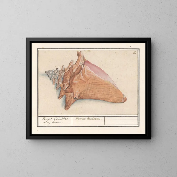 Corne de brume rose Strombus gigas Rose Couleure Laphoorn Murex aculeatus - Anselmus Botius de Boodt — ingelijst kunstwerk aan de muur