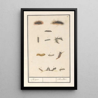 Anselmus Botius de Boodt - Rupsen Rispen Chenilles.webp