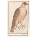 Reproductie van het schilderij Faucon sacre Falco cherrug - Anselmus Botius de Boodt