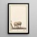 Reproductie van het schilderij schaap Ovis aries schaep Ram ovus aries brebis bellier - Anselmus Botius de Boodt