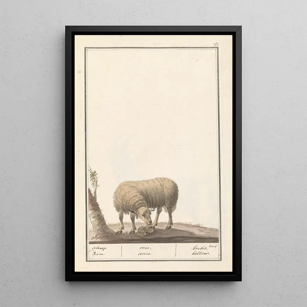 Anselmus Botius de Boodt - Schaap Ovis aries schaep Ram ovus aries brebis bellier.webp