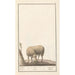Reproductie van het schilderij schaap Ovis aries schaep Ram ovus aries brebis bellier - Anselmus Botius de Boodt