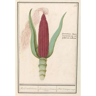 Anselmus Botius de Boodt - Siermais Zea mays Rood turks Cooren frumentum indicum rubrum Bled de turquie rouge.webp