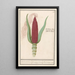 Maïs ornamentaal Zea mays Rood turks Cooren frumentum indicum rubrum Bled de turquie rouge - Anselmus Botius de Boodt — ingelijst kunstwerk aan de muur