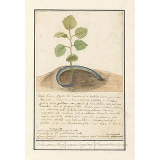 Anselmus Botius de Boodt - Slang met plantenstaart Zeldsaeme Slang anguis Singularis Serpent Extraordinaire.webp