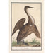 Anhinga Anhinga - Anselmus Botius de Boodt — weergave van het kunstwerk