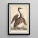 Anhinga Anhinga - Anselmus Botius de Boodt — ingelijst kunstwerk aan de muur