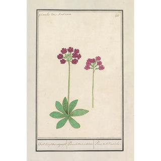 Anselmus Botius de Boodt - Sleutelbloem Primula BakKruyd van oostenrijk Primula Veris austriaca Prime verd Dautriche.webp