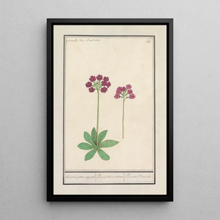 Anselmus Botius de Boodt - Sleutelbloem Primula BakKruyd van oostenrijk Primula Veris austriaca Prime verd Dautriche.webp