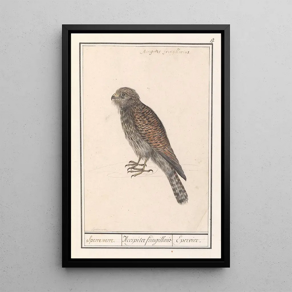 Anselmus Botius de Boodt - Smelleken Falco columbarius.webp