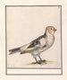 Sneeuwgors Plectrophenax nivalis - Anselmus Botius de Boodt — weergave van het kunstwerk