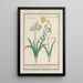 Perce-neige Galanthus en een narcis Narcissus - Anselmus Botius de Boodt — ingelijst kunstwerk aan de muur