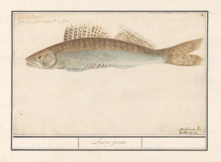 Anselmus Botius de Boodt - Snoekbaars Sander lucioperca Lucio perca.webp