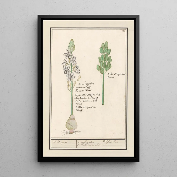 Anselmus Botius de Boodt - Sterhyacint Scilla Veld ajuijn ornithogalon scilla hispanica clusu Asodille.webp