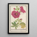 Rozenboog Alcea rosea Eenvoudige winterroos Malva rosea hiemalis passerose met eenvoudige bloemen - Anselmus Botius de Boodt