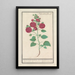 Reproductie van het schilderij Rozenkaard Alcea rosea Dubbele winterroze - Anselmus Botius de Boodt