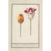 Tulip Tulipa - Anselmus Botius de Boodt — artwork view