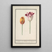 Tulip Tulipa - Anselmus Botius de Boodt — framed artwork on a wall