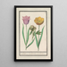 Reproduction of the painting Tulip Tulipa and Peony Paeonia - Anselmus Botius de Boodt