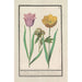 Reproduction of the painting Tulip Tulipa and Peony Paeonia - Anselmus Botius de Boodt