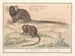 van Twee tamarins met gemeenschappelijke kwasten - Anselmus Botius de Boodt — weergave van het kunstwerk