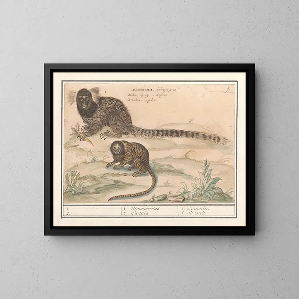 van Twee tamarins met gemeenschappelijke kwasten - Anselmus Botius de Boodt — ingelijst kunstwerk aan de muur