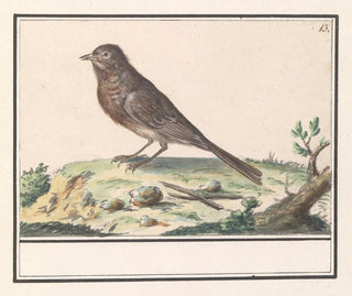 Anselmus Botius de Boodt - Vogel onbekend.webp