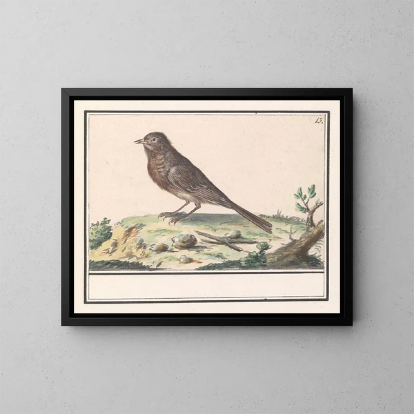 Vogel onbekend - Anselmus Botius de Boodt — ingelijst kunstwerk aan de muur