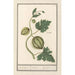 Reproductie van het schilderij Watermeloen Citrullus vulgaris appel Citrulli pompon - Anselmus Botius de Boodt
