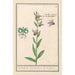 Ophrys abeille Ophrys bombyliflora Orchis Satyrion Du Satyrion - Anselmus Botius de Boodt — weergave van het kunstwerk