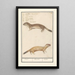 Reproductie van het schilderij Belette Mustela nivalis Belette Mustela Belette - Anselmus Botius de Boodt