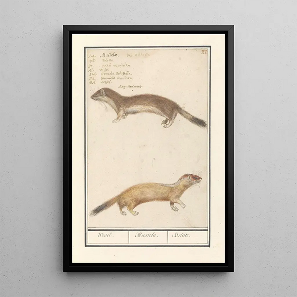 Anselmus Botius de Boodt - Wezel Mustela nivalis Wesel Mustela Belette.webp