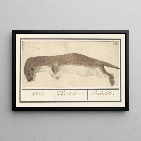 Anselmus Botius de Boodt - Wezel Mustela nivalis Wesel Mustela La Belette.webp