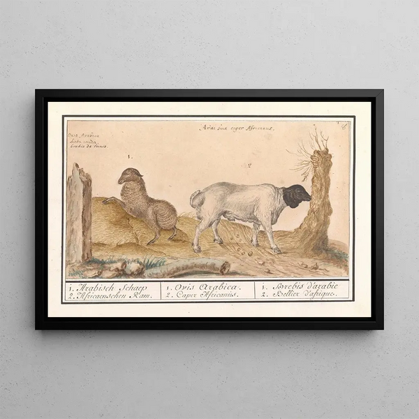Anselmus Botius de Boodt - Wild schaap Ovis en Afrikaanse geit Capra 1 Arabisch Schaep 2 Africaenschen Ram.webp