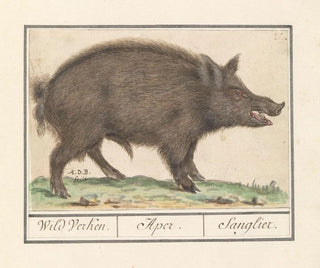 Anselmus Botius de Boodt - Wild zwijn Sus scrofa Wild verken Aper Sanglier.webp