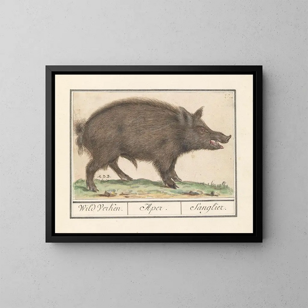 van een wild zwijn - Anselmus Botius de Boodt — ingelijst kunstwerk aan de muur
