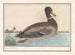 Eend Colvert - Anselmus Botius de Boodt — weergave van het kunstwerk