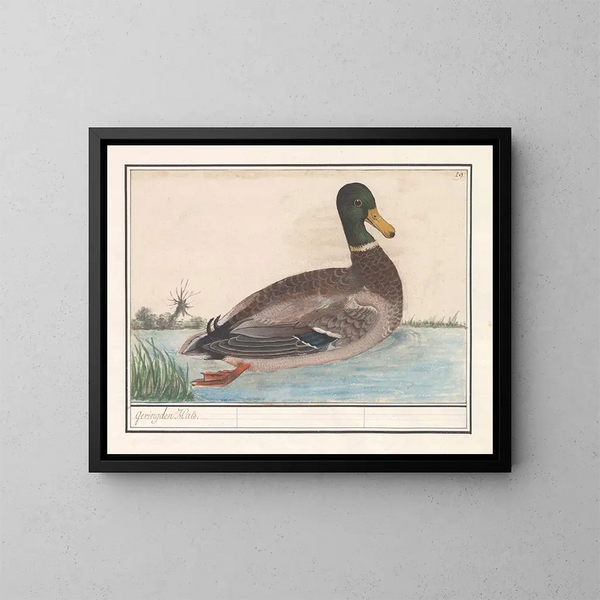Eend Colvert - Anselmus Botius de Boodt — ingelijst kunstwerk aan de muur