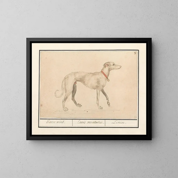 Hondenras - Anselmus Botius de Boodt — ingelijst kunstwerk aan de muur