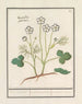 Ranunculus aconitifolius Veldt roononckel ranunculus palustris ranoncule de bruijere - Anselmus Botius de Boodt — weergave van het kunstwerk