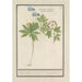Anemoon van het bos wit en blauw Anemone nemorosa drie soorten bosbelletjes Ranunculi nemorosi tria genera - Anselmus Botius de Boodt